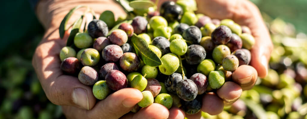 El medio Interempresas se ha hecho eco de la investigación sobre aceite de oliva de nuestro grupo